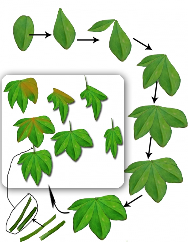 Creation of Breeze of Dawn: Step 15